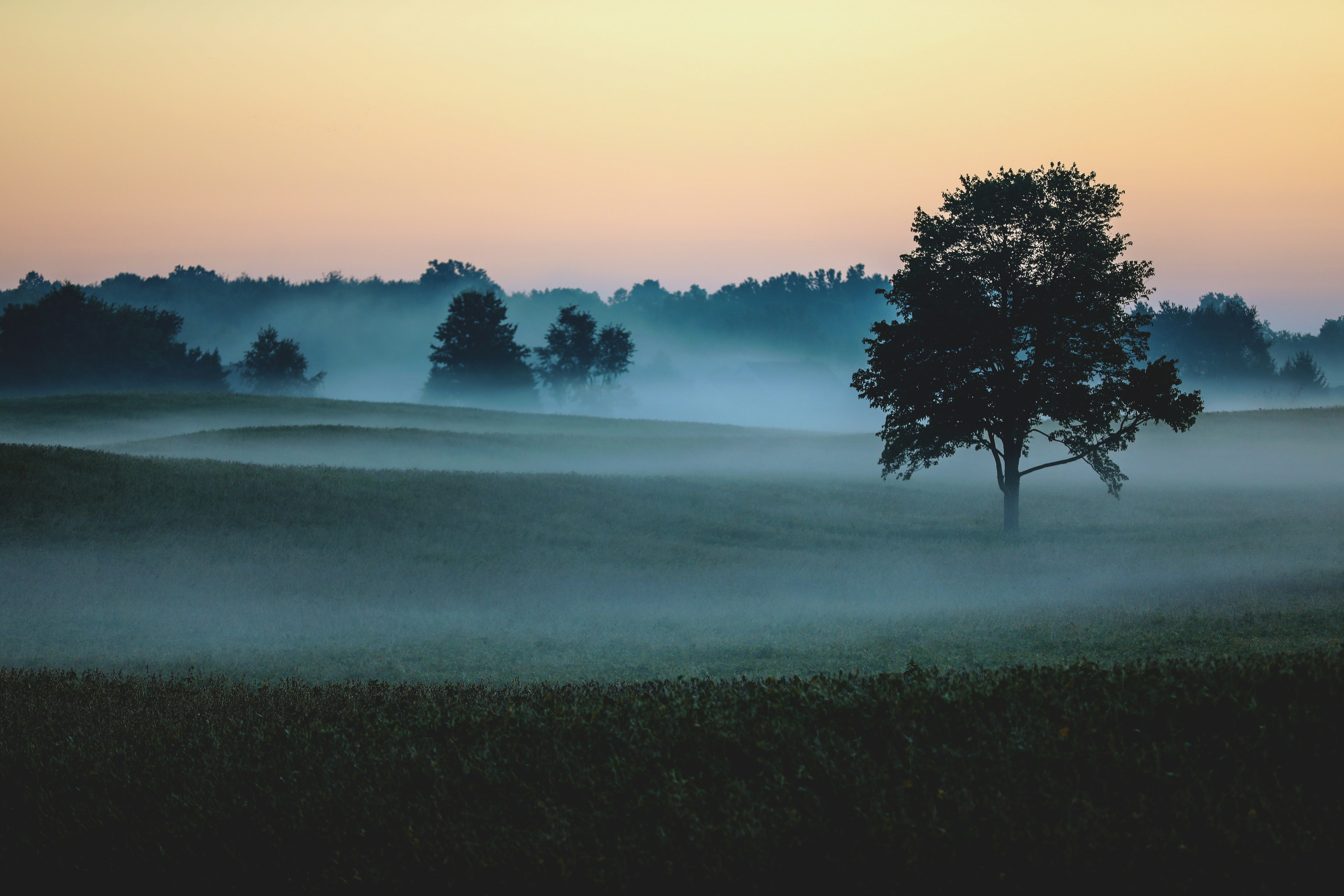 trees on grass field